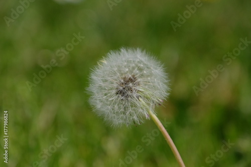 full dandelion