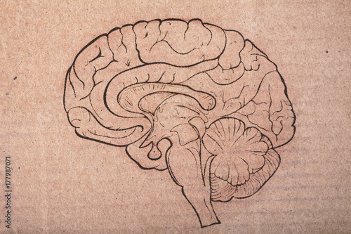 Human brain painted on the cardboard sheet