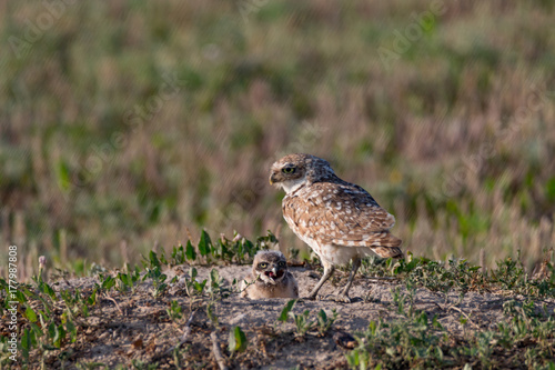 Burrowing owl and chick at the nest