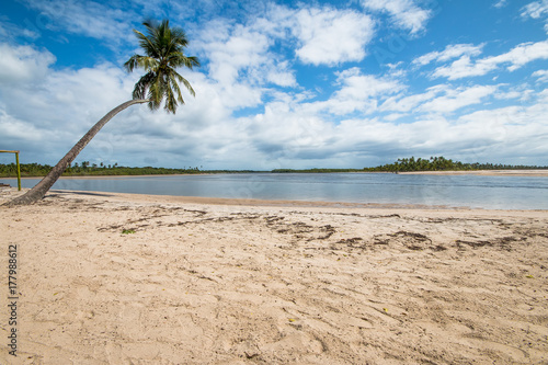 Lone coconut tree on tropical paradise beach
