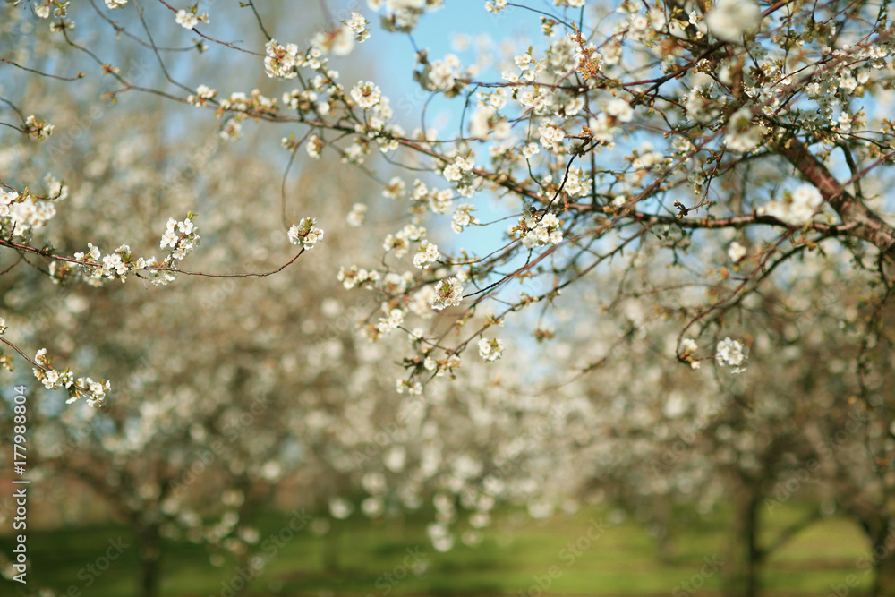 A Beautiful Apple Orchard On A Sunny Spring Day A Beautiful Apple Orchard On A Sunny Spring Day