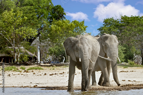 African Elephants  Africana Loxodonta  drinking from a waterhole in Makololo plains in Zimbabwe