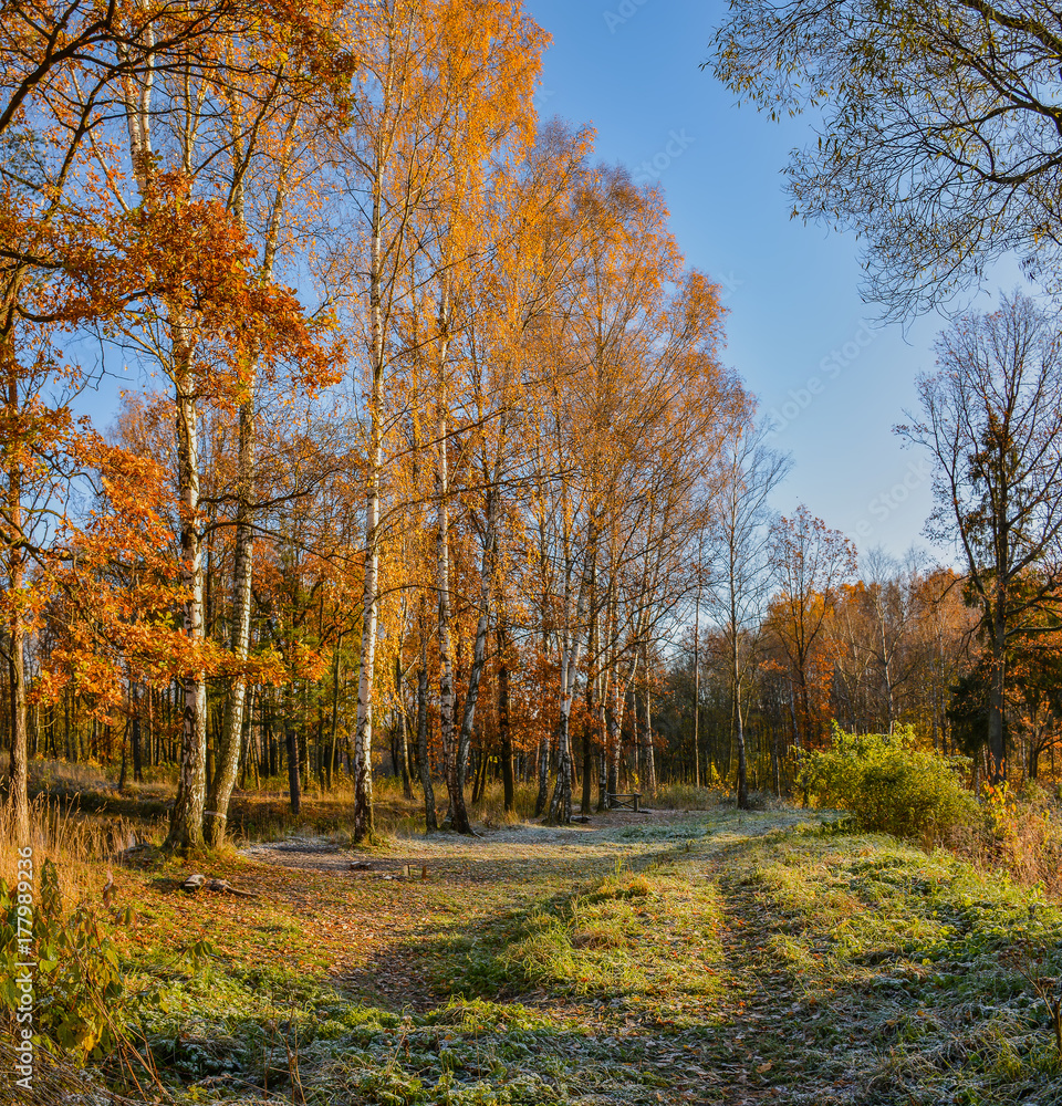 Golden autumn