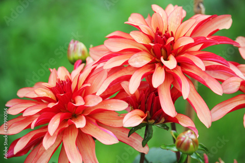 Fototapeta Naklejka Na Ścianę i Meble -  Two blossoming dahlias in garden