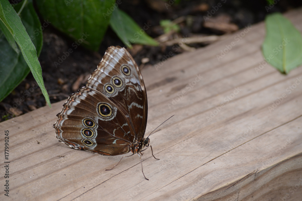 Fototapeta premium Butterfly in the garden