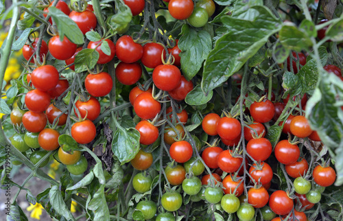 Obraz na płótnie Tomato w salonie