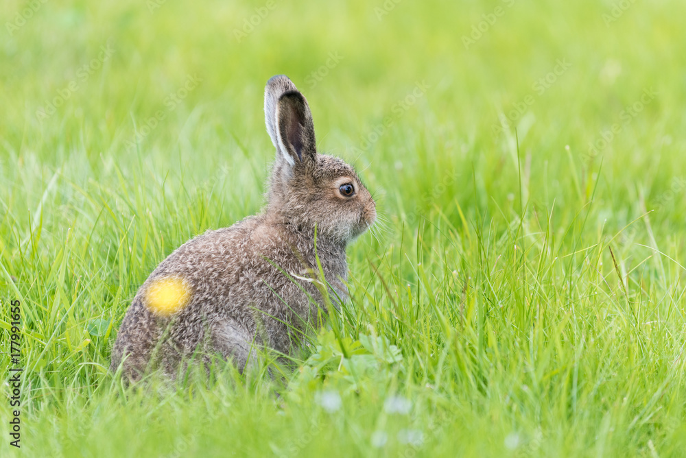 Young hare sitting in deep grass Young hare sitting in deep grass
