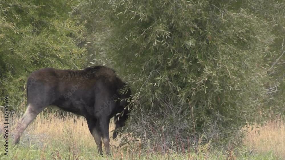 Bull Shiras Moose in the Fall Rut Bull Shiras Moose in the Fall Rut