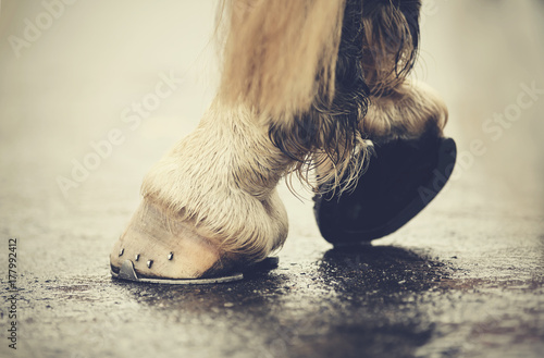 Fotografie The hoofs with horseshoes