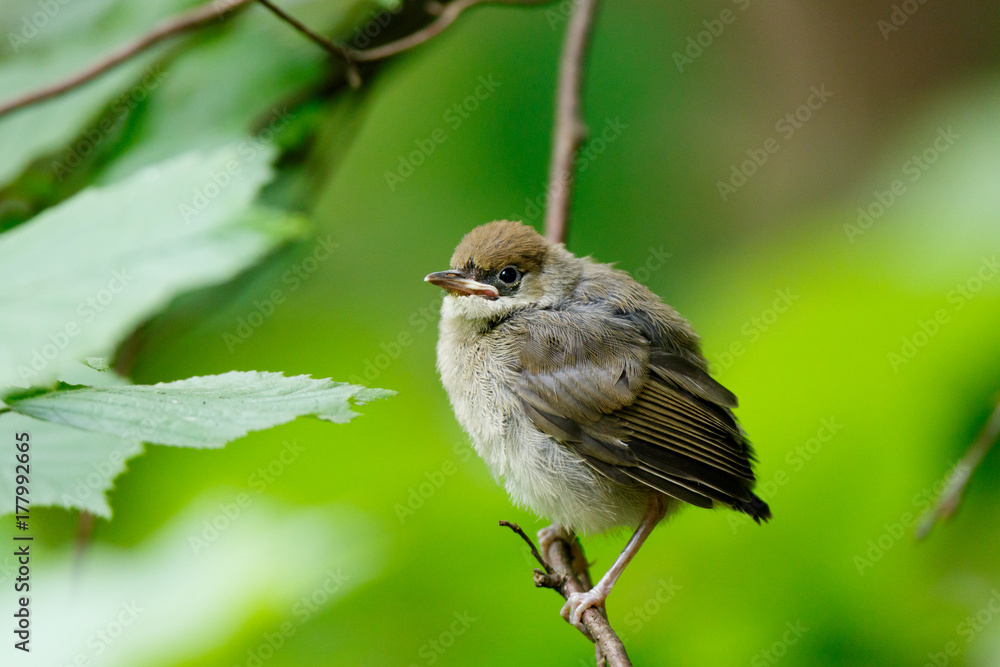Obraz premium Blackcap (Sylvia atricapilla).
