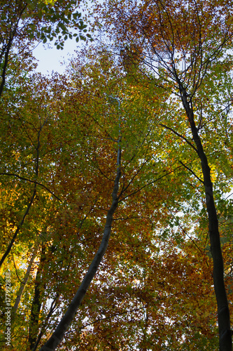 Bottom beautiful views of the woods during autumn. Looking up