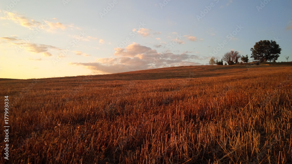 campo al pomeriggio d'estate