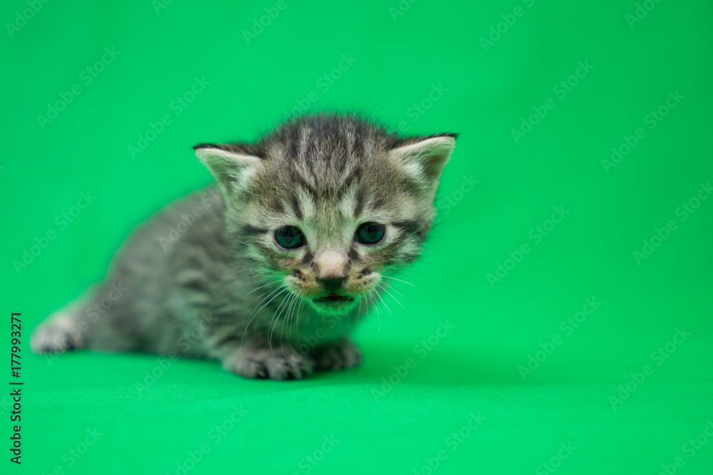 子猫のクロマキー素材 グリーンバック Stock 写真 Adobe Stock