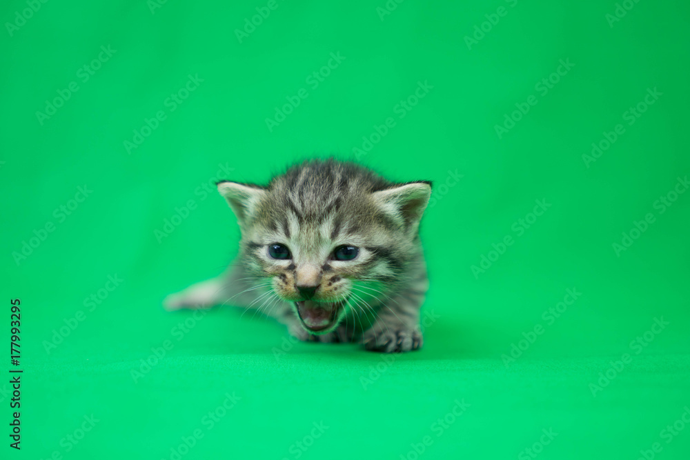 子猫のクロマキー素材 グリーンバック Stock Photo Adobe Stock