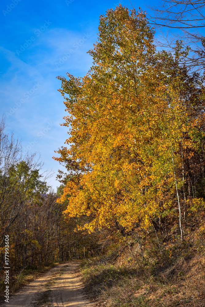 Colorful autumn landscape on a mountain