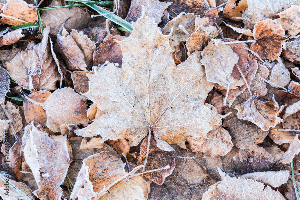 fallen dry leaves covered with hoarfrost fallen dry leaves covered with hoarfrost