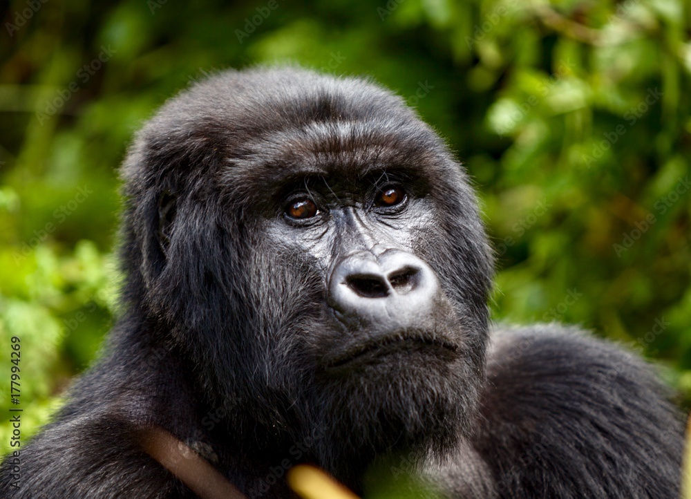 Naklejka premium Mountain Gorilla Rwanda
