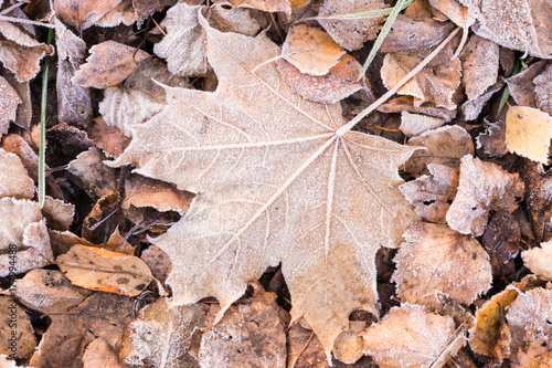 fallen dry leaves covered with hoarfrost