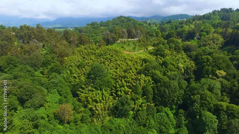 Hills covered in lush greenery in Batumi Botanical Garden railroad running along Hills covered in lush greenery in Batumi Botanical Garden railroad running along