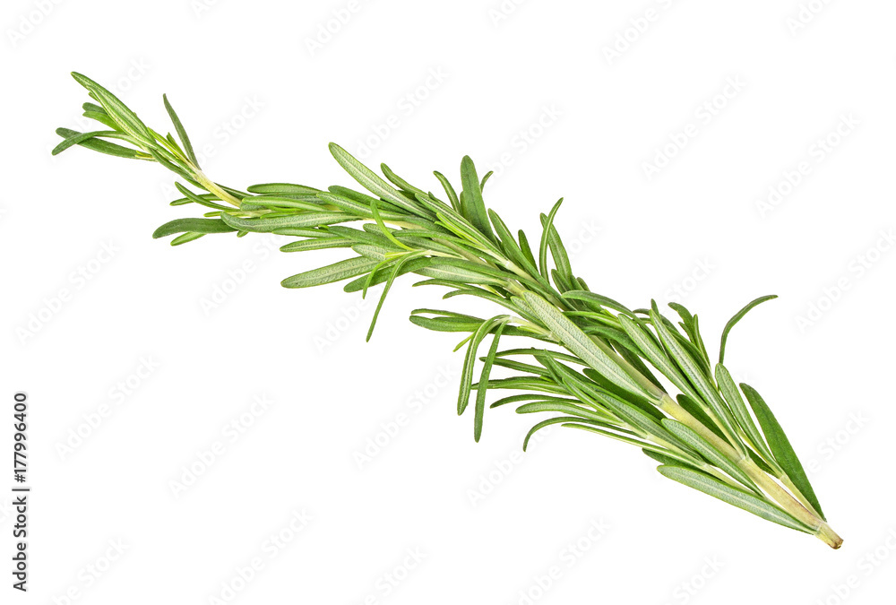 Fototapeta premium Twig of rosemary on a white background