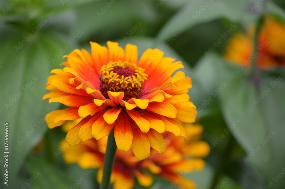 Zinnia flower Zinnia flower