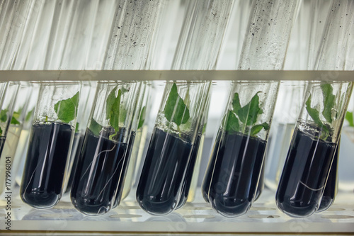 Close up view to tubes with microplants in nutrient medium with activated carbon adding. Micropropagation technology in vitro photo