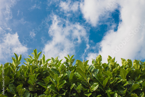 Green hedge leaves wall background with clear sky