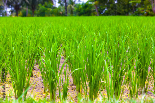 Close-up fresh green rice field natural background, young rice in farm dried water. Rice fields in Bali island, Ubud, Indonesia.