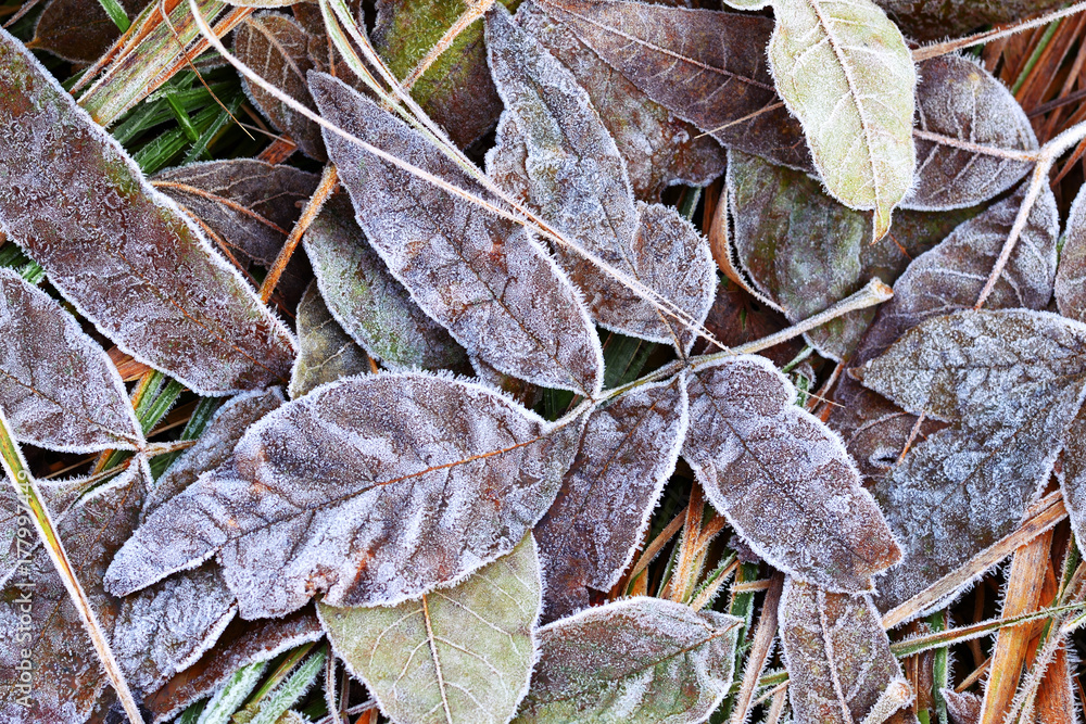 Leaves on the ground are covered with hoarfrost in late autumn background. Leaves on the ground are covered with hoarfrost in late autumn background.