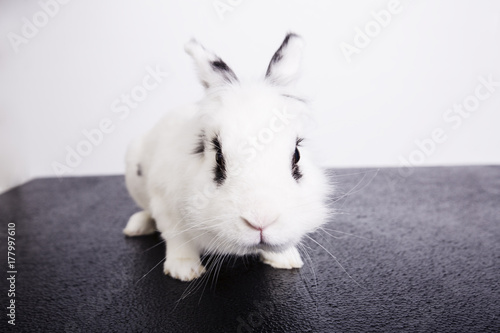White rabbit on the black and white background
