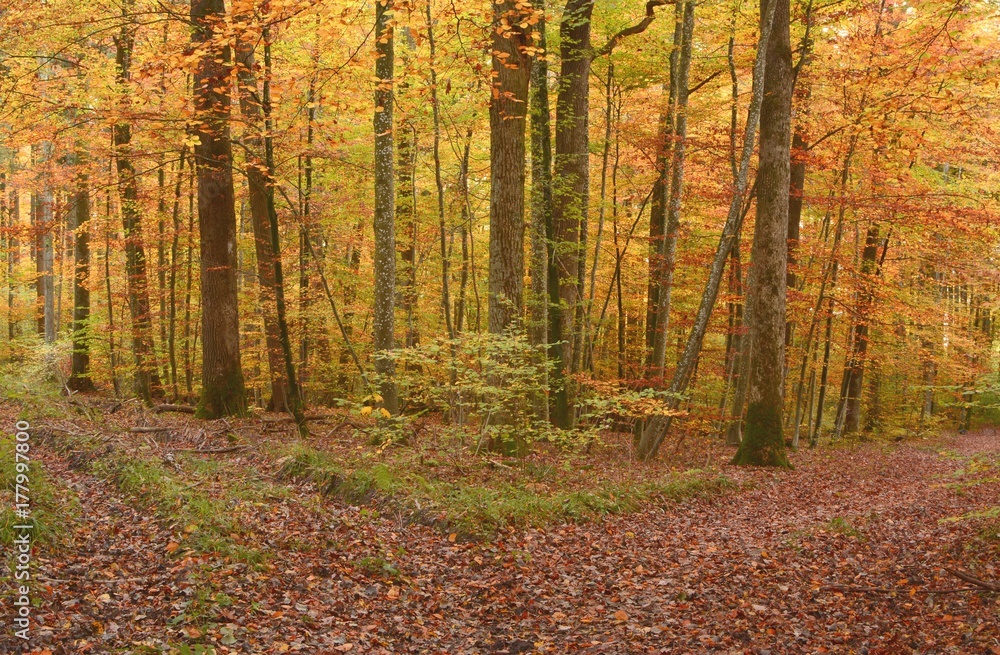 Detail of autumn colored forest in october