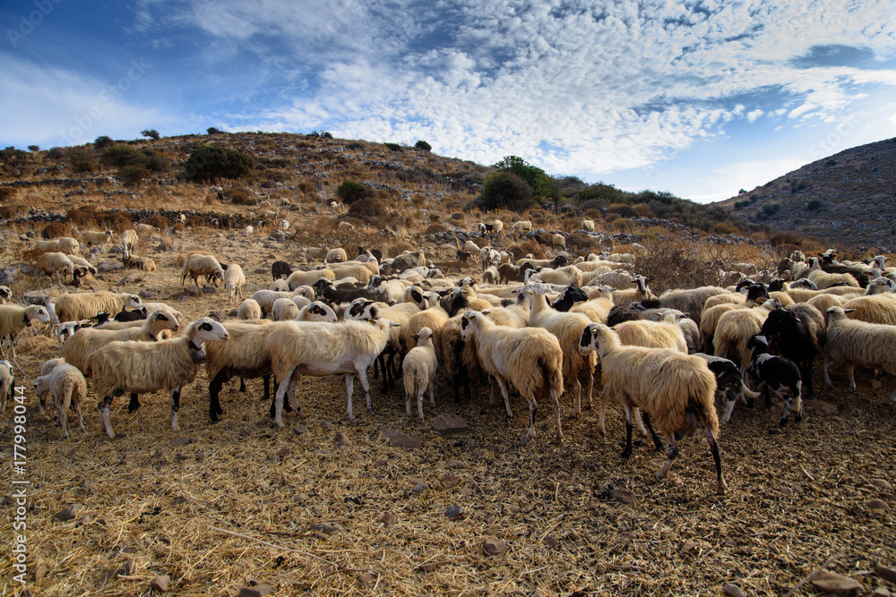 Obraz premium Herd of sheep in the pasture in the mountains. Crete, Greece.
