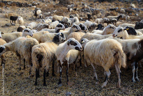 Herd of sheep in the pasture in the mountains. Crete, Greece.