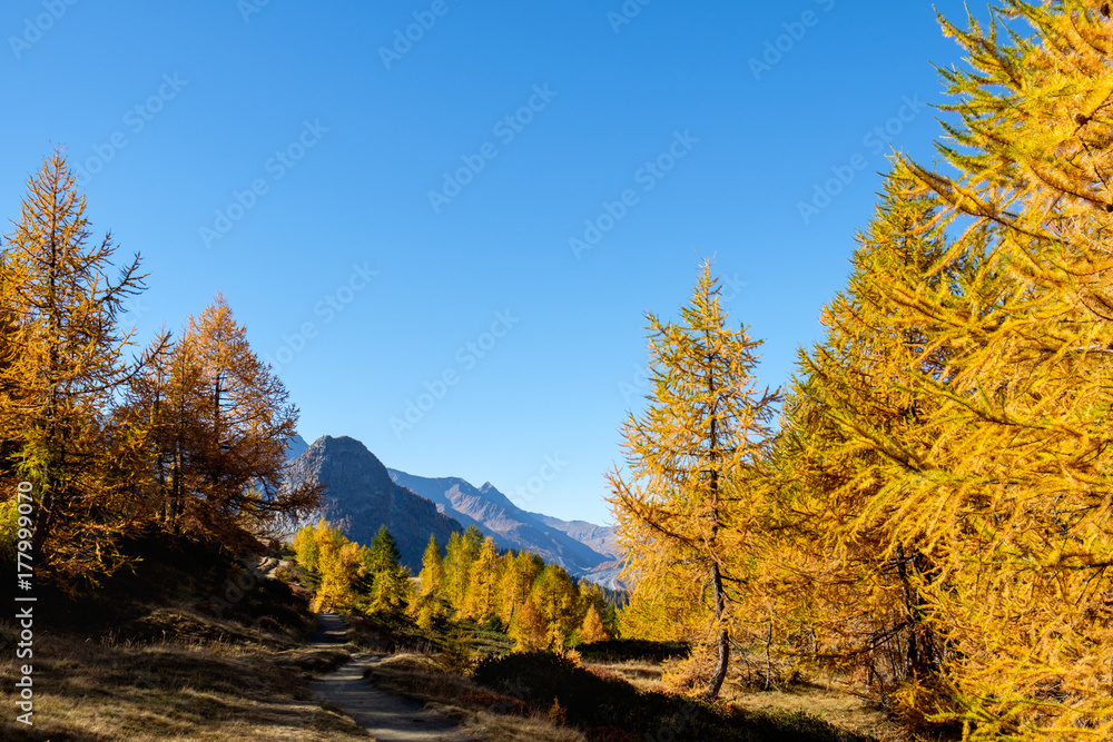 Mountain forest in autumn with peaks in the background