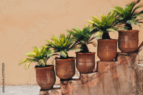 Small palm trees in flower pots