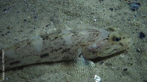 Sea fish Knout goby (Mesogobius batrachocephalus) lies on the bottom covered with seashells photo