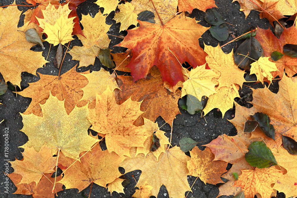 Fallen maple leaves background