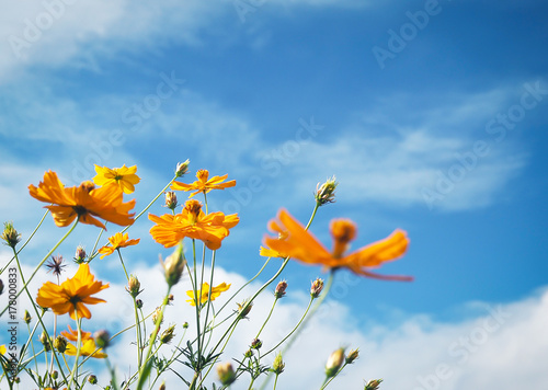 yellow flowers against blue sky for background