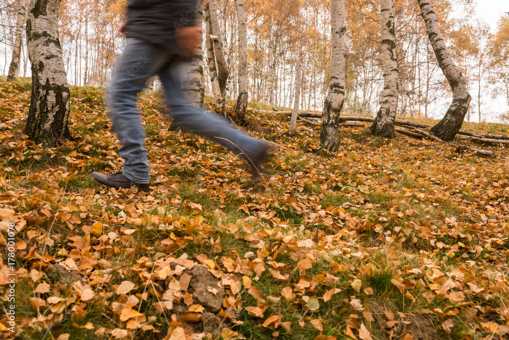 Young adult man wearing blue jeans walking on leaves in autumn birches forest Young adult man wearing blue jeans walking on leaves in autumn birches forest