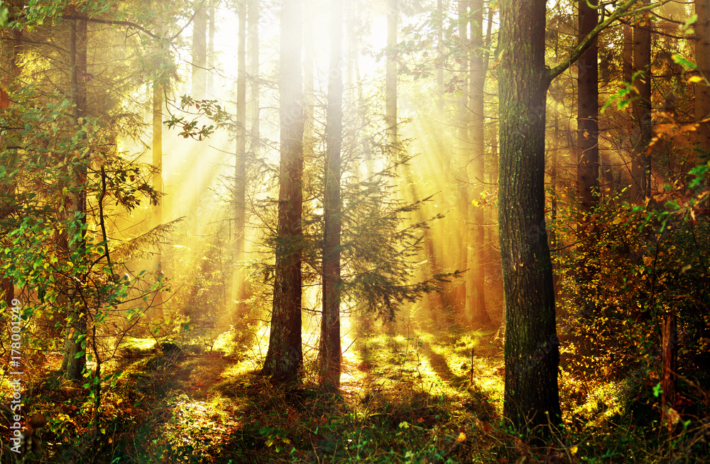Sonnenstrahlen brechen sich im herbstlichen Morgennebel zwischen den Bäumen im Gegenlicht, norddeutscher Mischwald Sonnenstrahlen brechen sich im herbstlichen Morgennebel zwischen den Bäumen im Gegenlicht, norddeutscher Mischwald