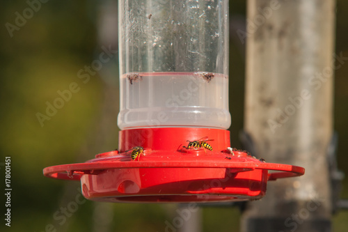 Eastern Yellowjacket Wasp