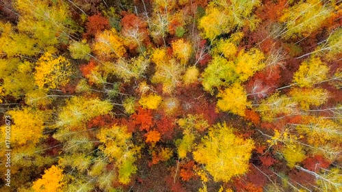 Wallpaper Mural Aerial drone footage. Flying over colorful autumn forest with yellow birches and maples, red oak trees. Torontodigital.ca