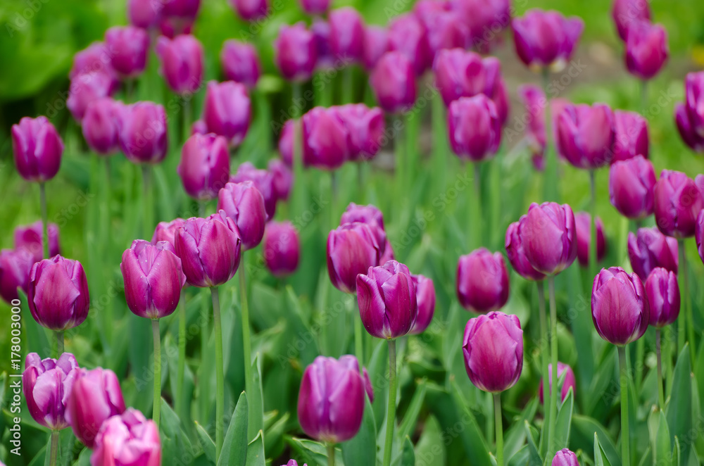 Spring meadow with violet tulip flowers, floral natural seasonal easter background with copy space Spring meadow with violet tulip flowers, floral natural seasonal easter background with copy space