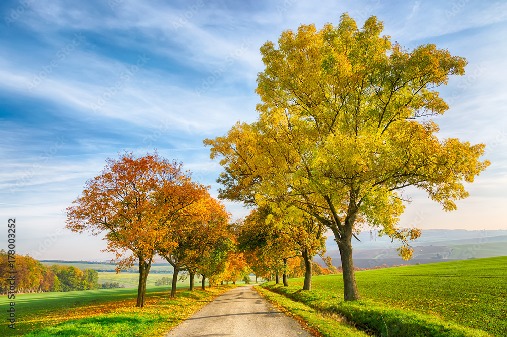 Fototapeta premium Amazing autumn landscape of country road with colorful trees and blue sky with green grass in South Moravia region, Czech Republic.