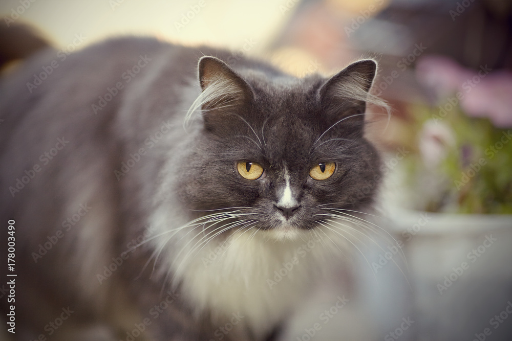 Portrait of a fluffy cat of a smoky color.