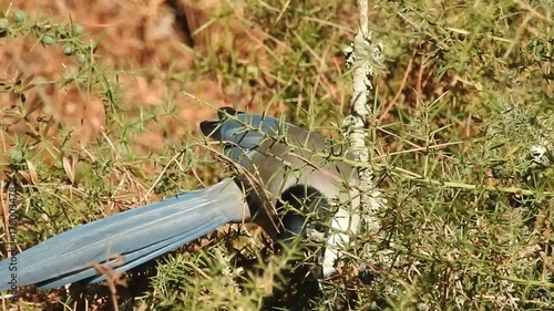 Iberian Magpie (Cyanopica cooki) photo