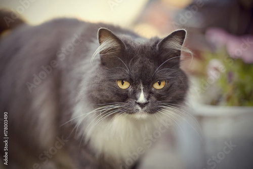 Portrait of a fluffy cat of a smoky color. © Azaliya (Elya Vatel)
