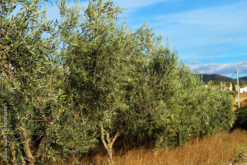 Olive plantation in Chelva, Valencia