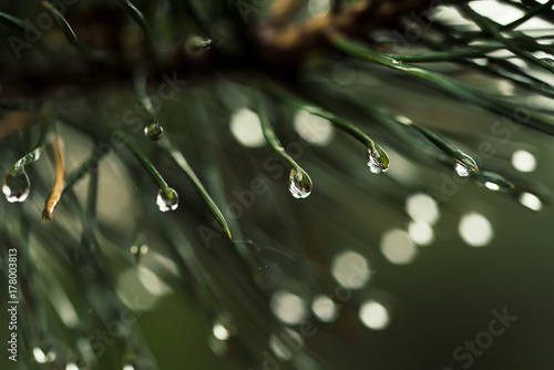 Abstract background from conifer evergreen pine tree branches with dew water drops  natural outdoor hipster concept