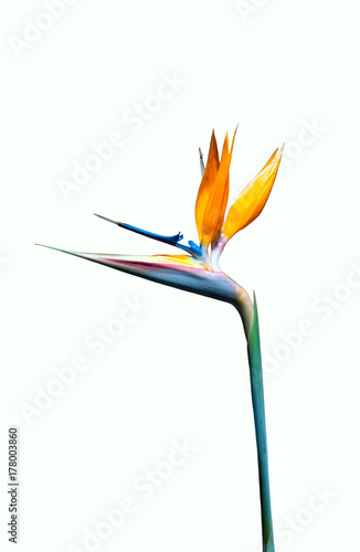 bird of paradise flower isolated on a white background